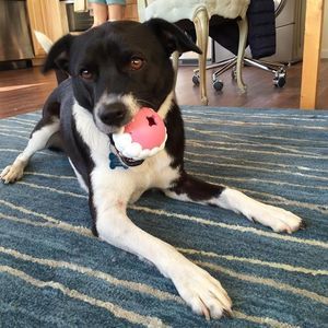 Meet your Posher, Teddy